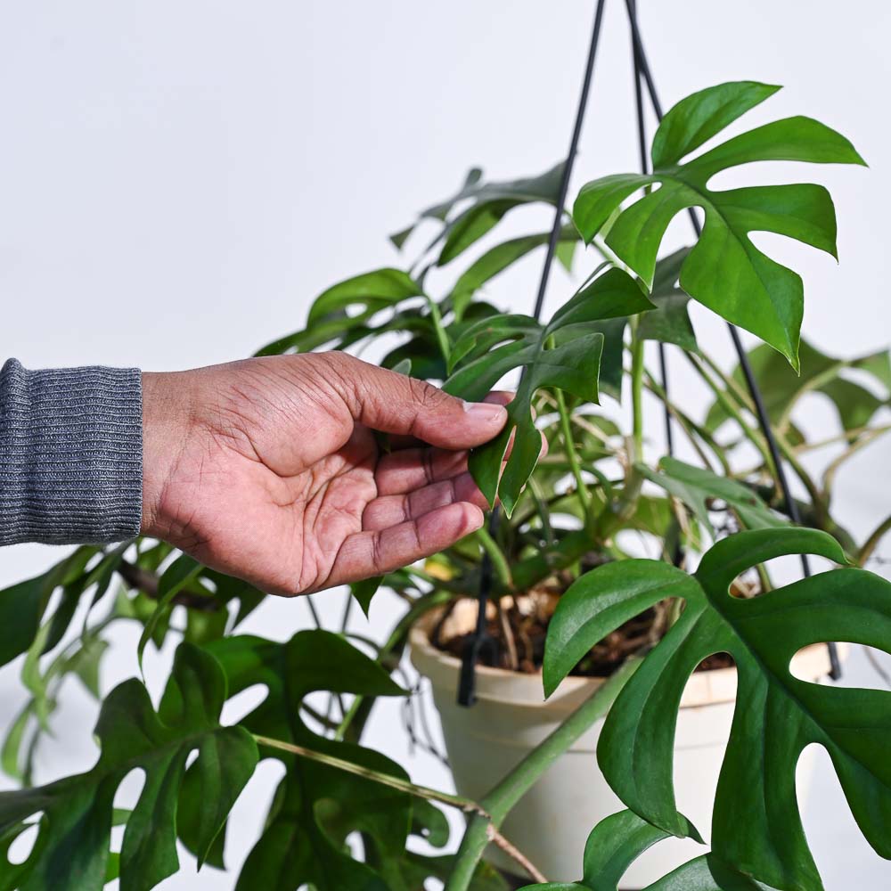 Monstera Minima in Hanging Planter