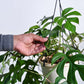 Monstera Minima in Hanging Planter