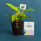 Philodendron Ceylon Golden Plant with Gift Hamper