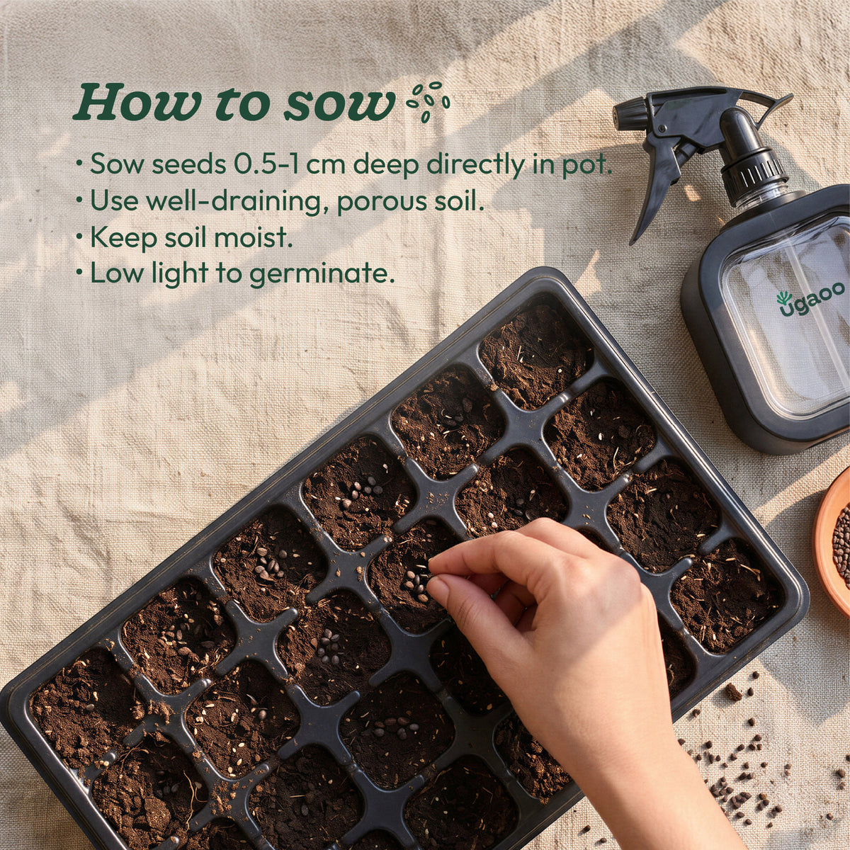Green Onion Seeds (Leek)
