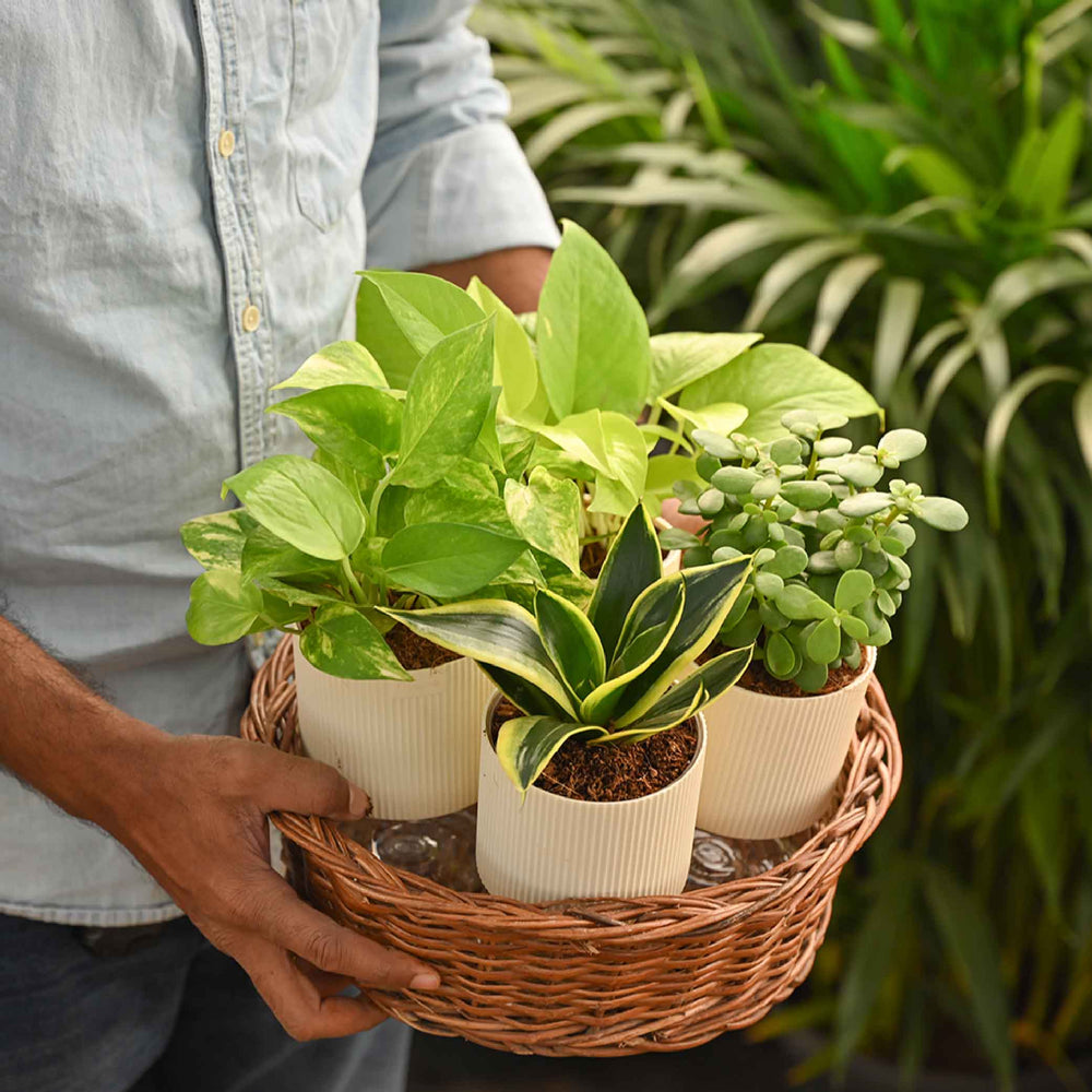 Pack of 4 Home Air Purifier Plant Bundle