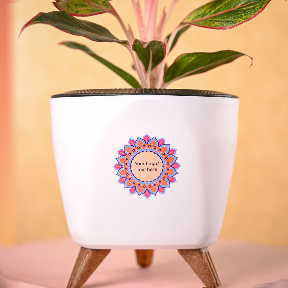 Aglaonema Red Plant &amp; Phool Diwali Gift Hamper