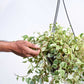 Peperomia Variegated Creeper With Hanging Pot