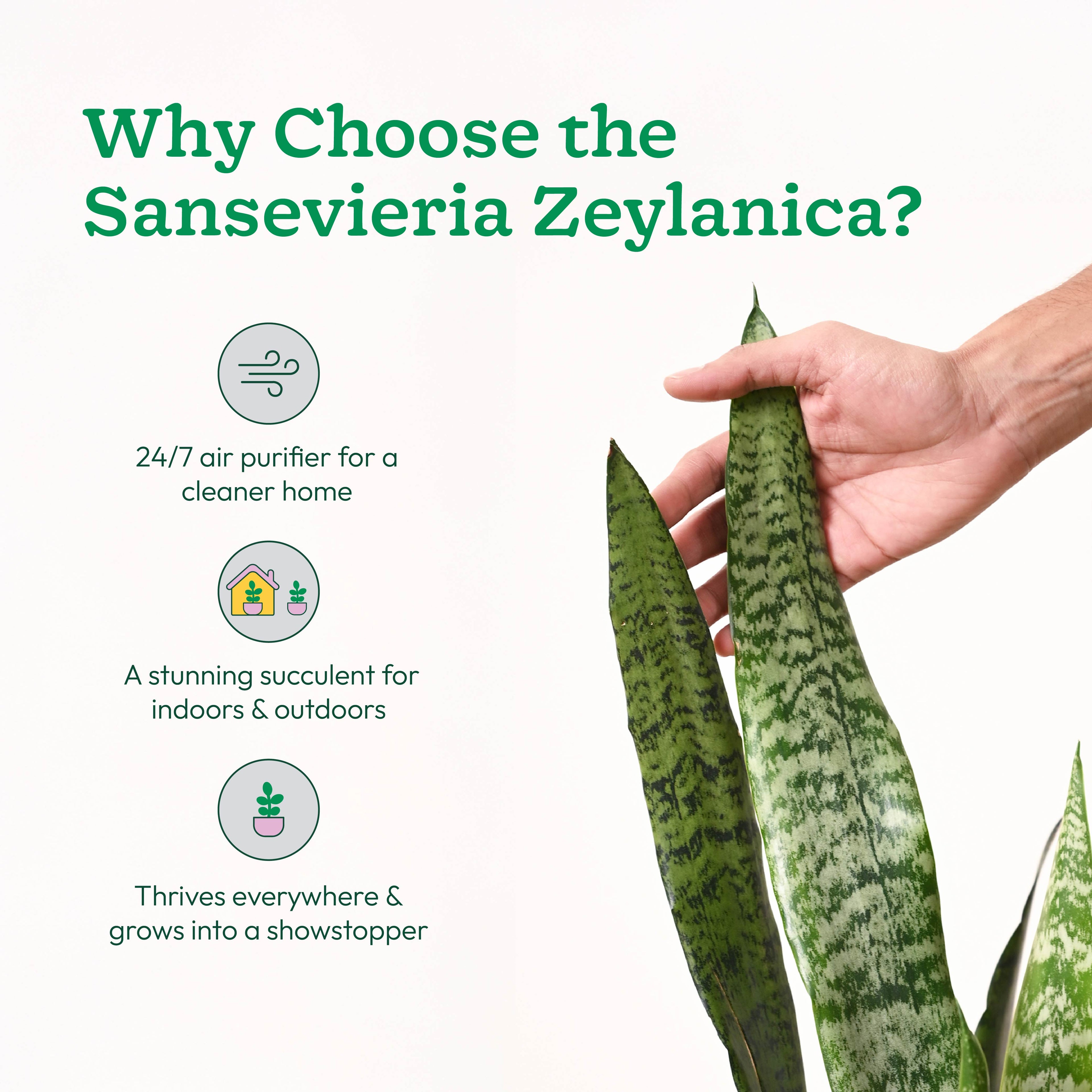 Sansevieria Zeylanica - XL