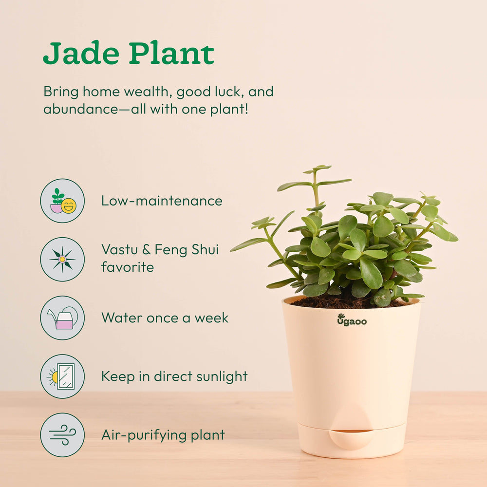 Vastu &amp; Feng Shui Lucky Plant Combo - Good Luck Plants for Home