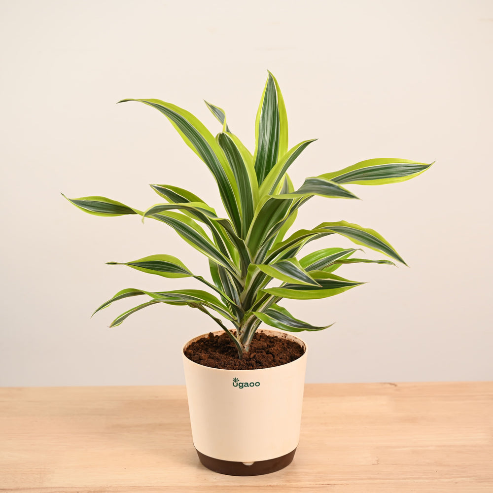 Dracena Lemon Lime Plant - Large