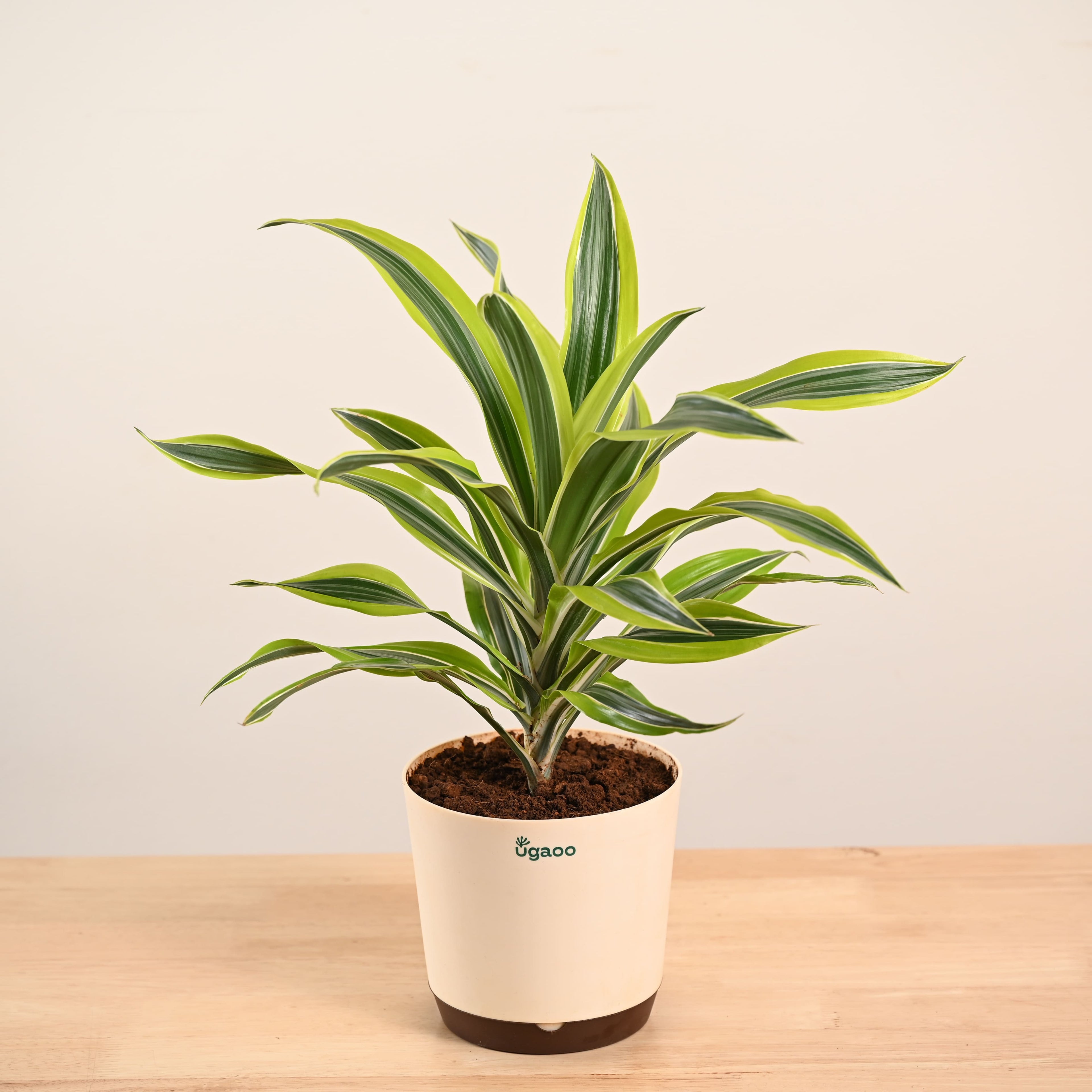 Dracena Lemon Lime Plant - Large