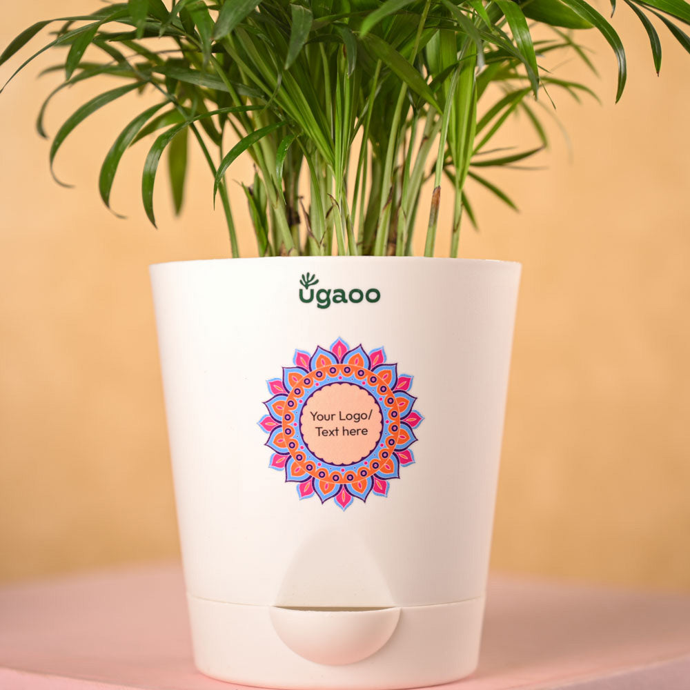 Bamboo Palm Plant &amp; Bombay Sweet Shop Diwali Gift Hamper