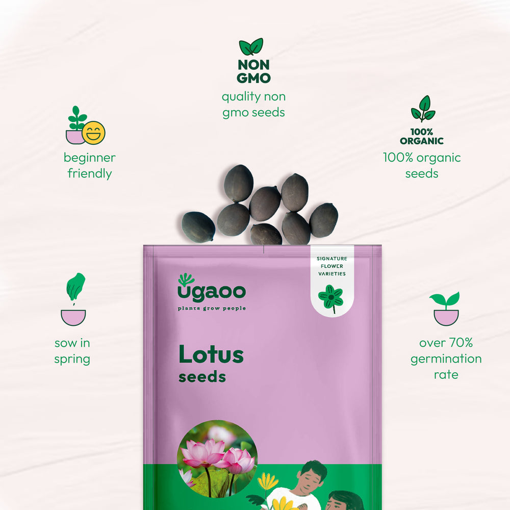 Lotus Seeds