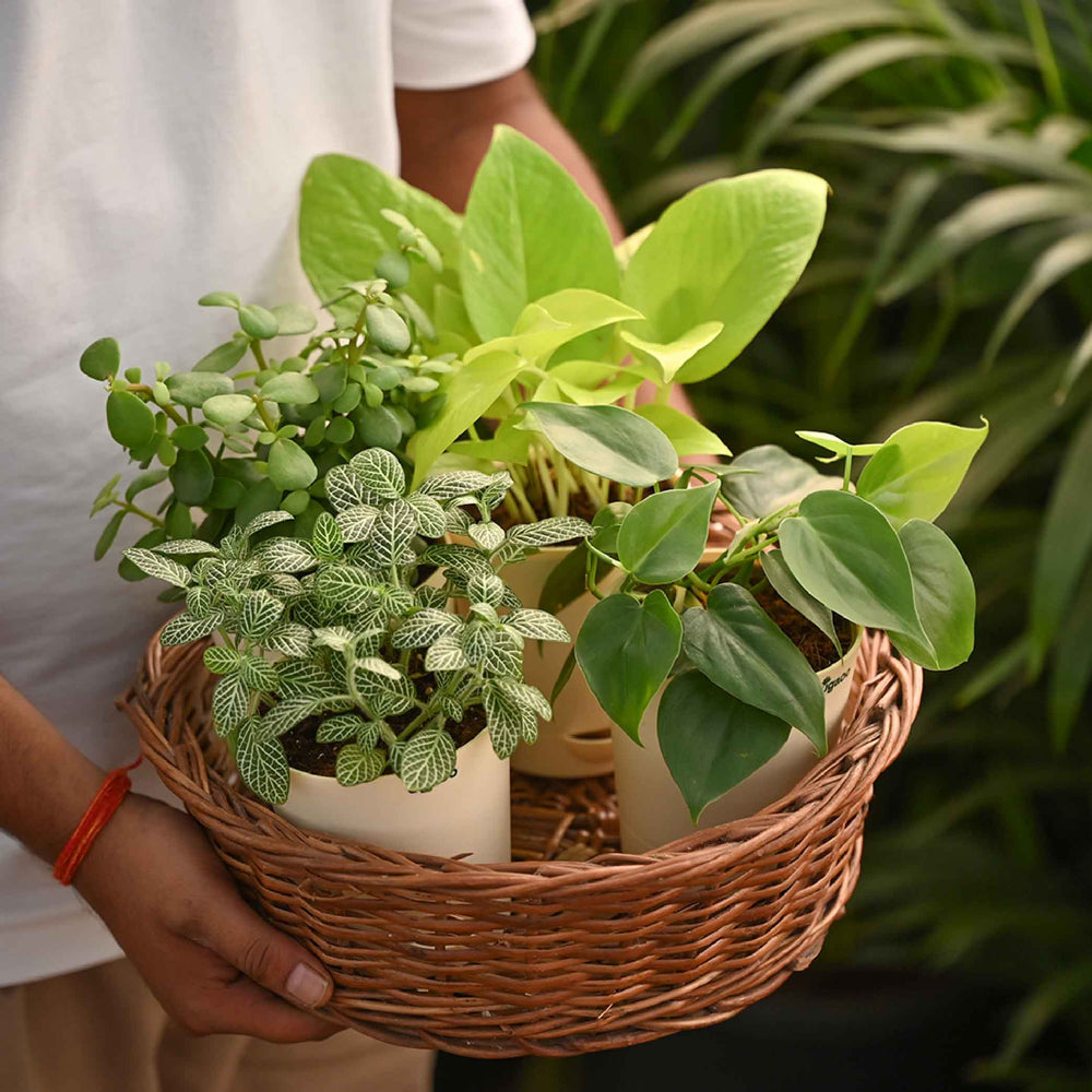 air purifying plants set Compact Air Purifying Minis: 4 Small Space Plants – Ugaoo