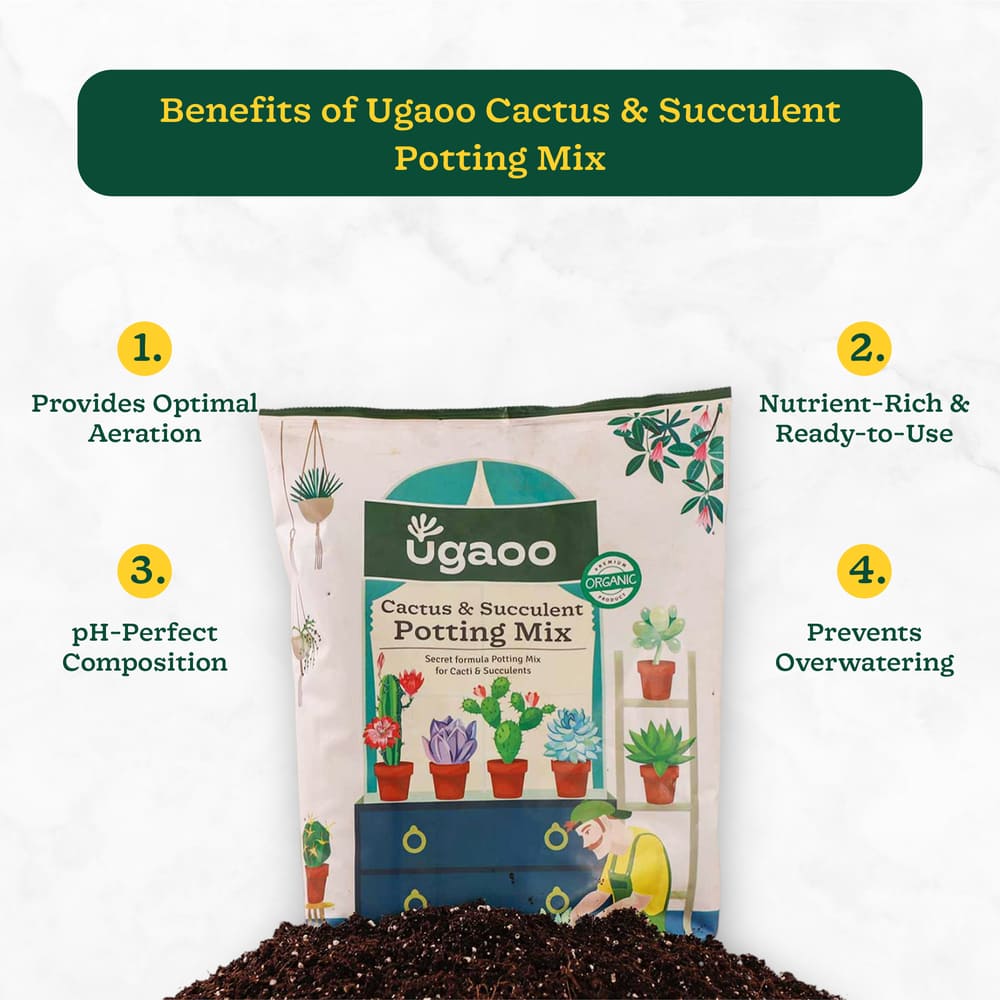 Succulent & Cactus Soil Mix: A Perfect Potting Blend - 5 kg – Ugaoo