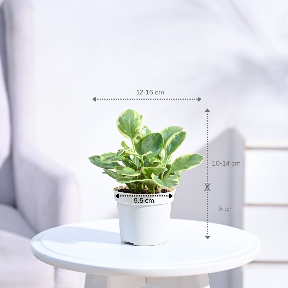 ugaoo indoor plants Peperomia Variegated Plant