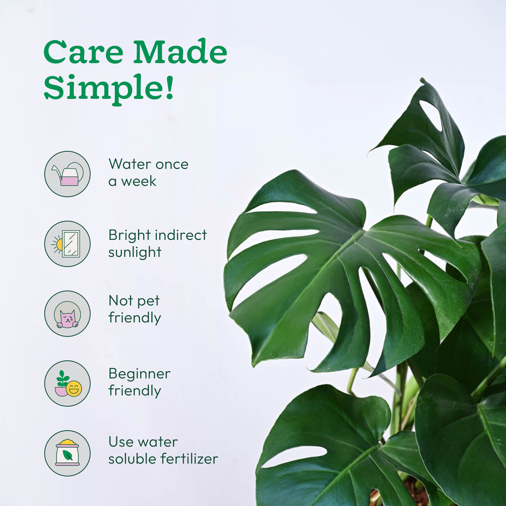 monstera plant information Monstera Plant Online (Swiss Cheese Plant) in India – Ugaoo