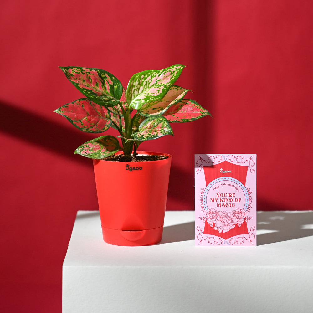 Blush of Love Hamper