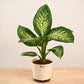 Dieffenbachia Tropic Snow Plant - Large