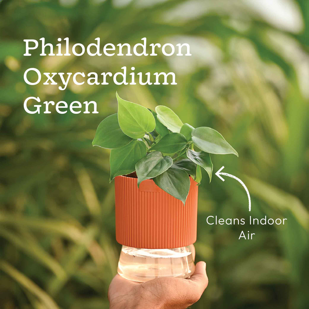 Combo of 4 Plant Set for Office Desk