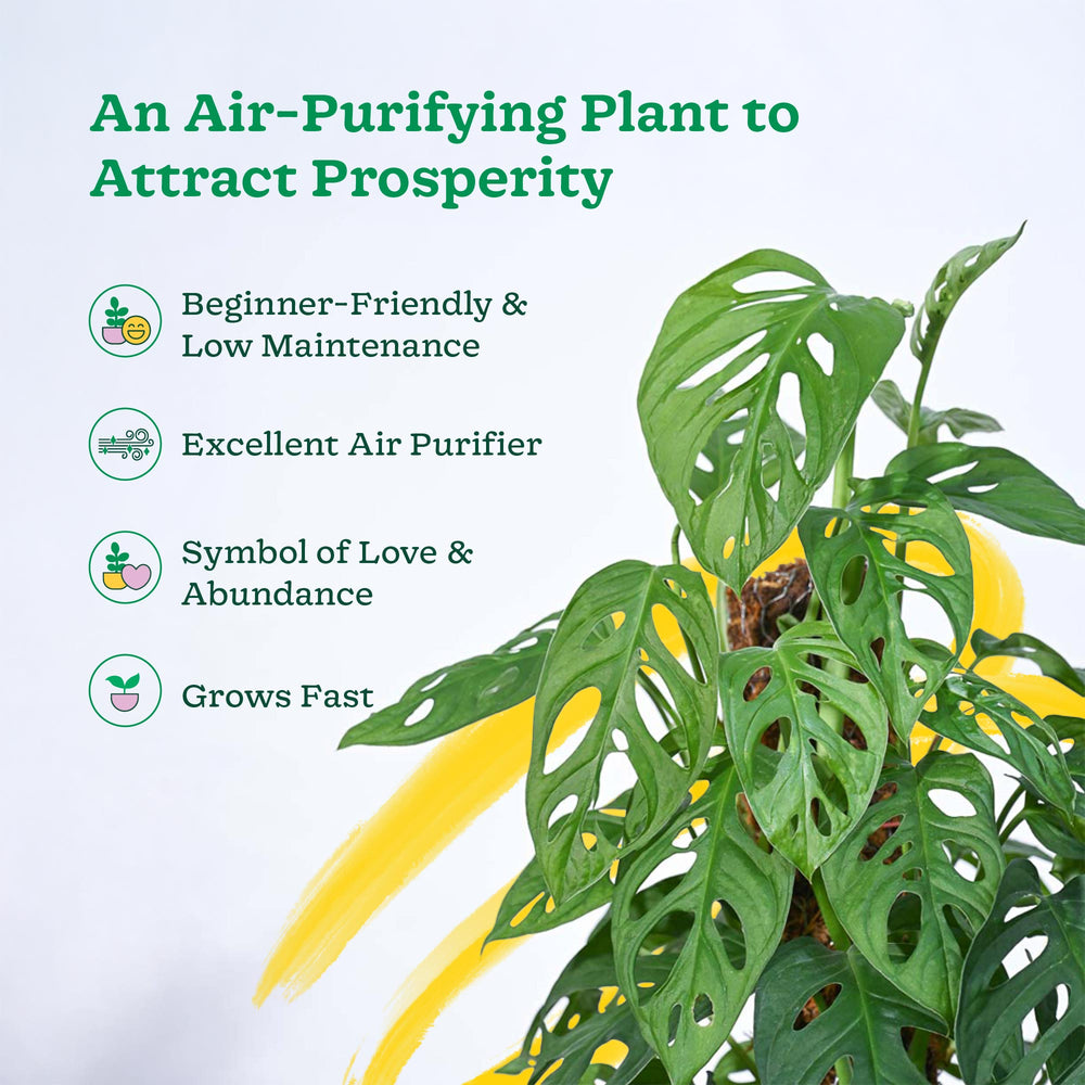 Broken Heart Plant With Moss Stick