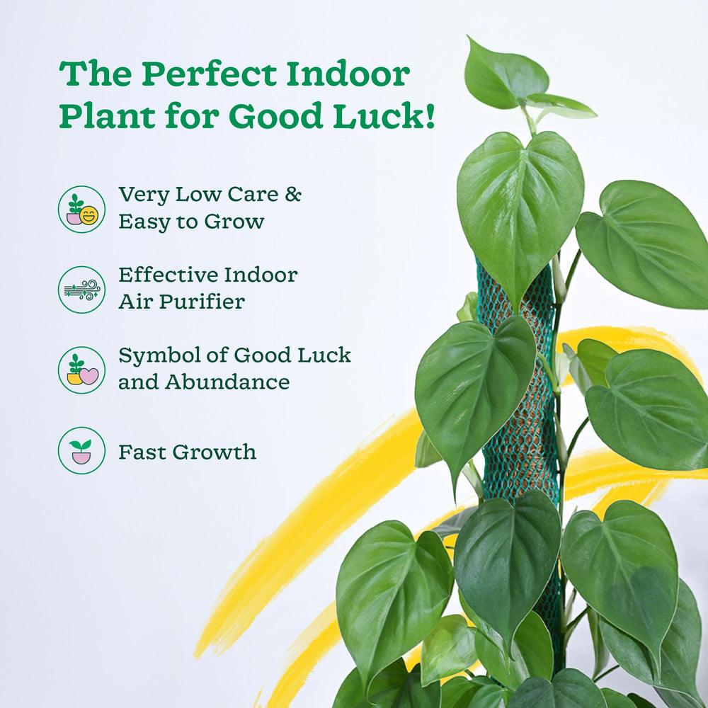 philodendron good luck Buy Philodendron Oxycardium Green Plant with Moss Stick Online