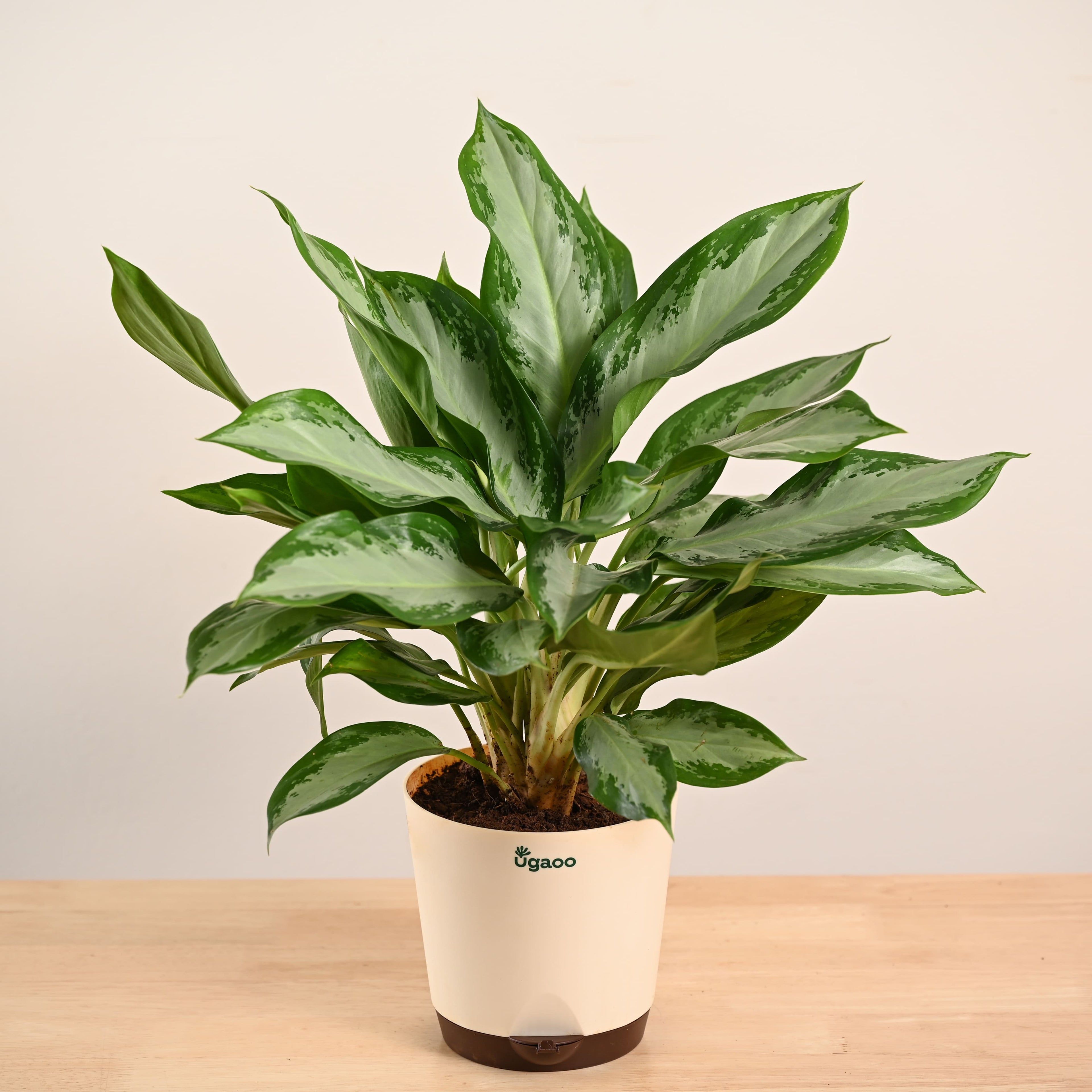 Aglaonema Manila Beauty - Large