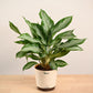 Aglaonema Manila Beauty - Large
