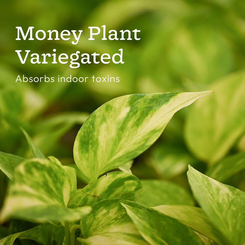 Pack of 4 Air Filter Plant Collection