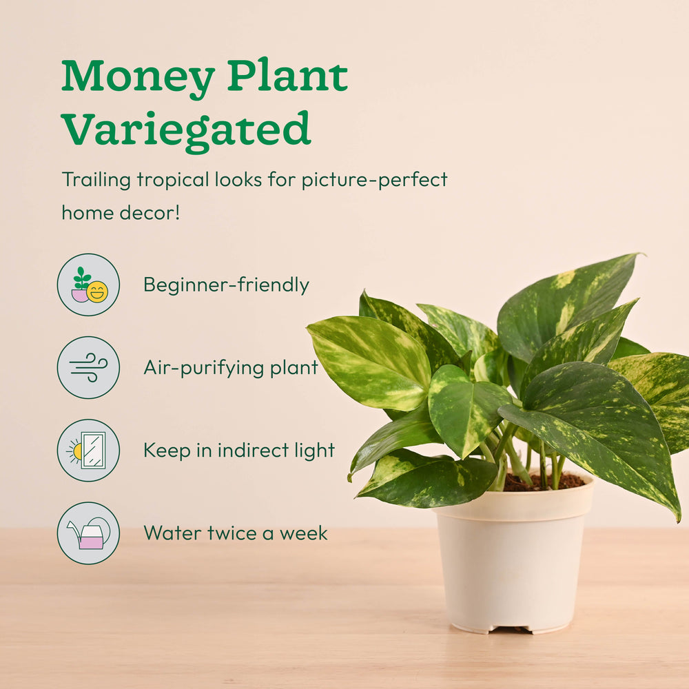 Mini Indoor Plant Set: Low Maintenance Desk &amp; Office Collection (Set of 4, Air Purifying)