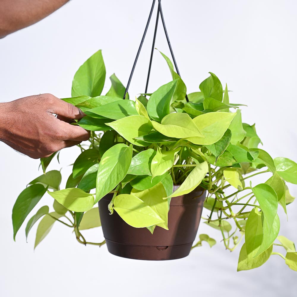 golden money plant vastu Buy Money Plant Golden with Hanging Pot from Ugaoo's Exclusive collection