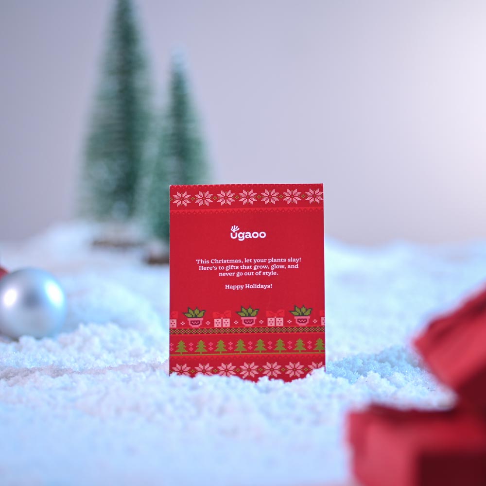 Tri-colour Jade Plant for Christmas