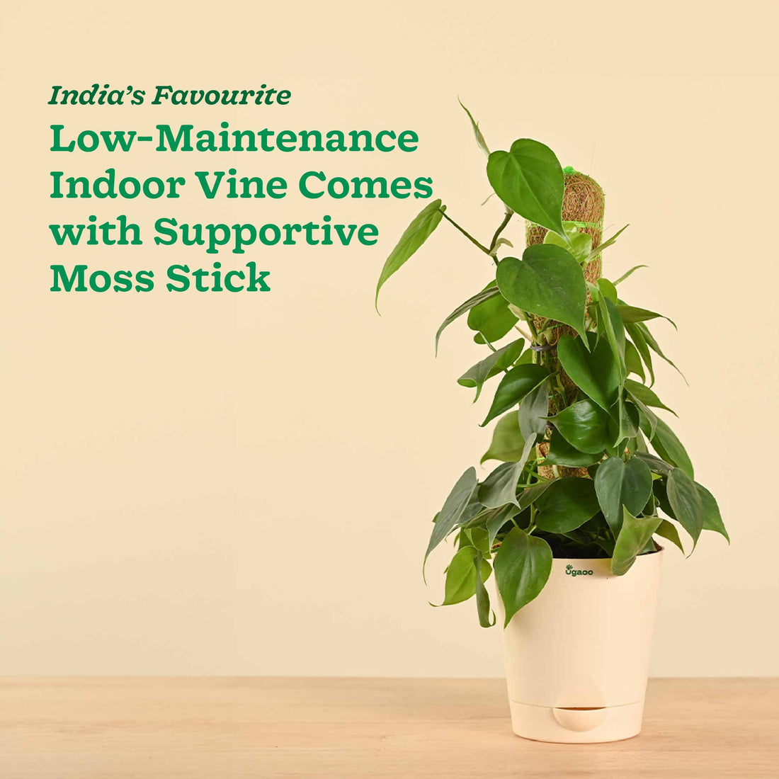 Oxycardium Green Plant with Moss Stick - Medium