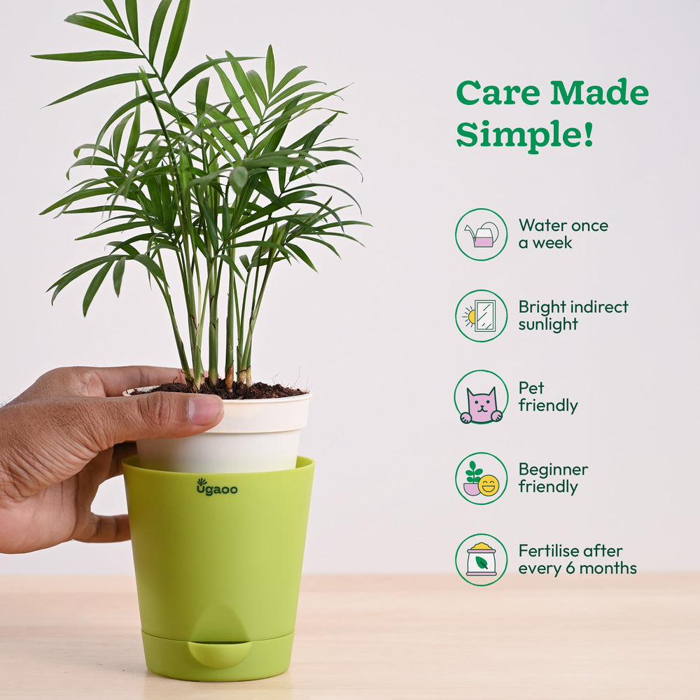 benefits of palm plant Buy Bamboo Palm Plant