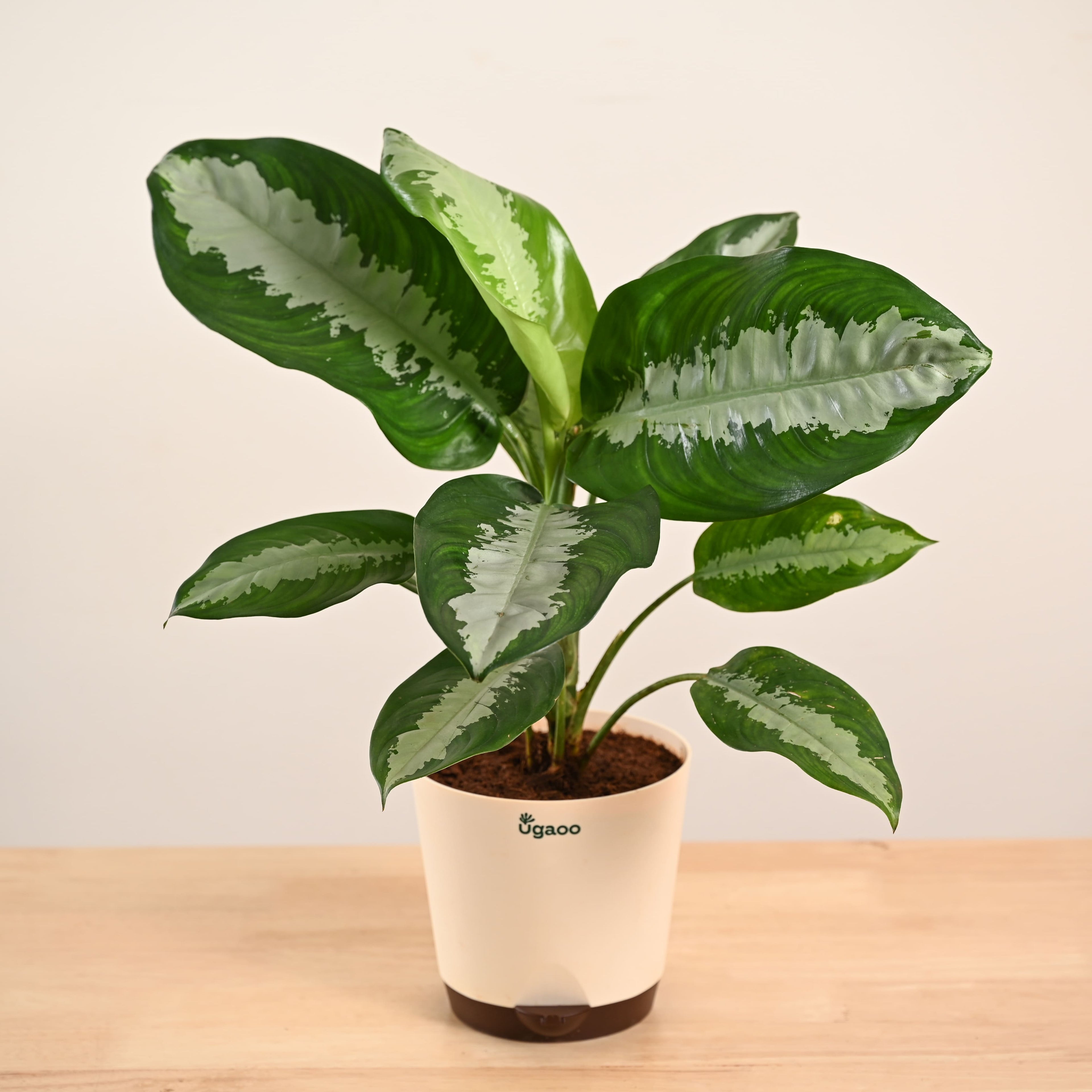 Aglaonema Evergreen Plant - Large