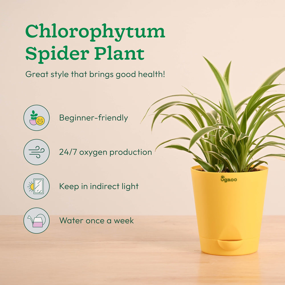 Air Purifying Indoor Plants Combo - Low Care Oxygen Boosters