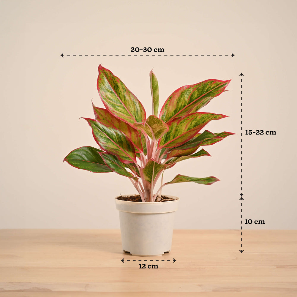 aglaonema india Aglaonema Red Plant
