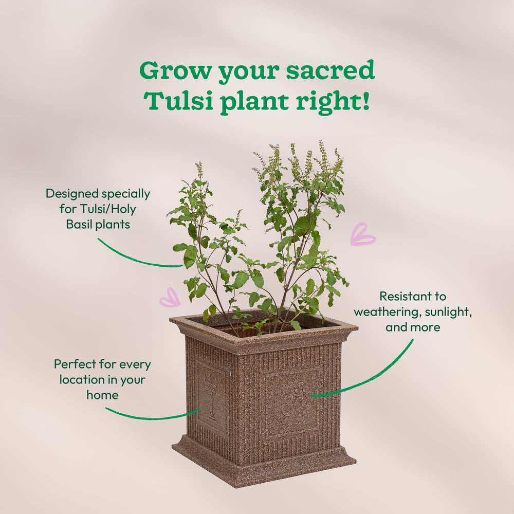 ideal pot size for tulsi plant Tulsi Pot for Home