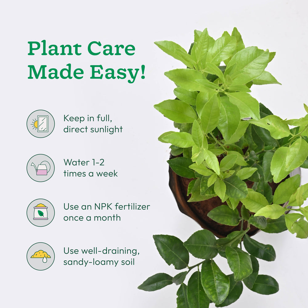 Lemon Plant with Grow Bag