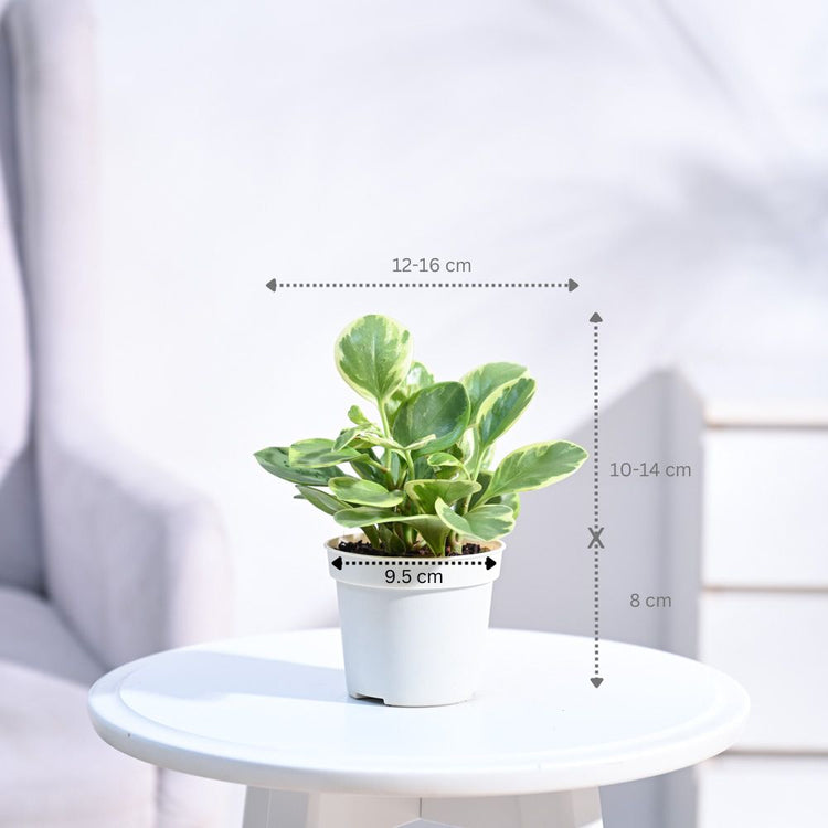 Peperomia_Variegated_Plant_NUPL0057SWT_White