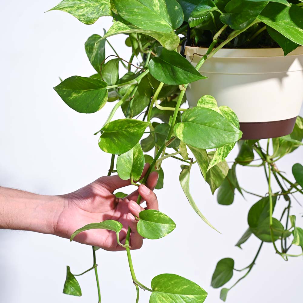 money plant hanging pot Money Plant Variegated With Hanging Pot – Ugaoo