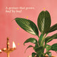 Peace Lily - Diwali Edition