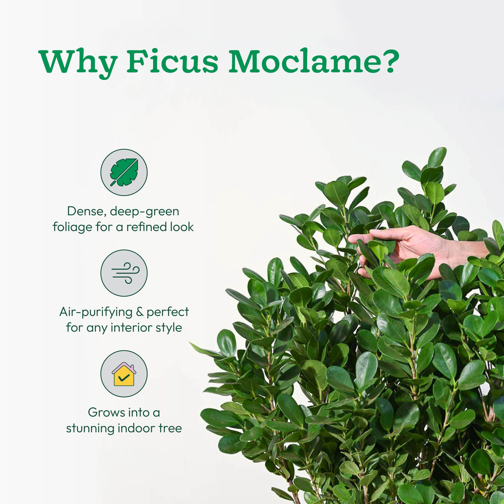 Ficus Moclame Plant - XL