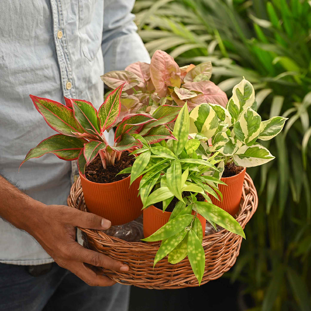 Combo of 4 Plant Set for Office Desk