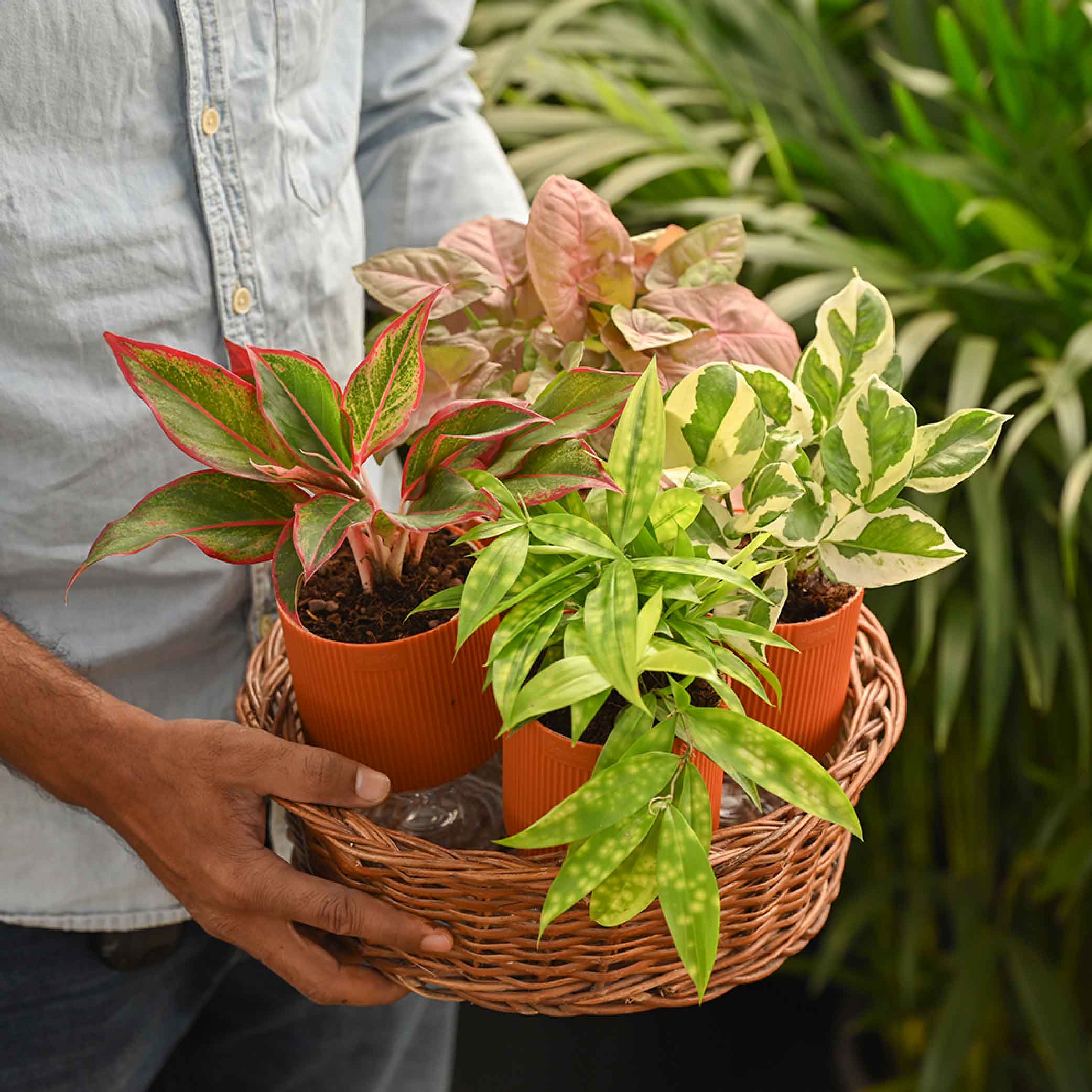 Combo of 4 Plant Set for Office Desk