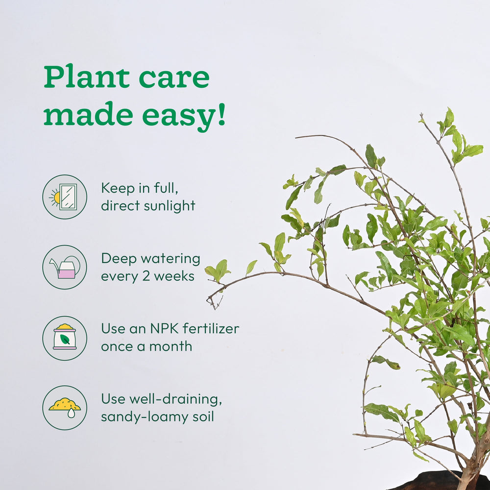 Pomegranate Plant with Grow Bag