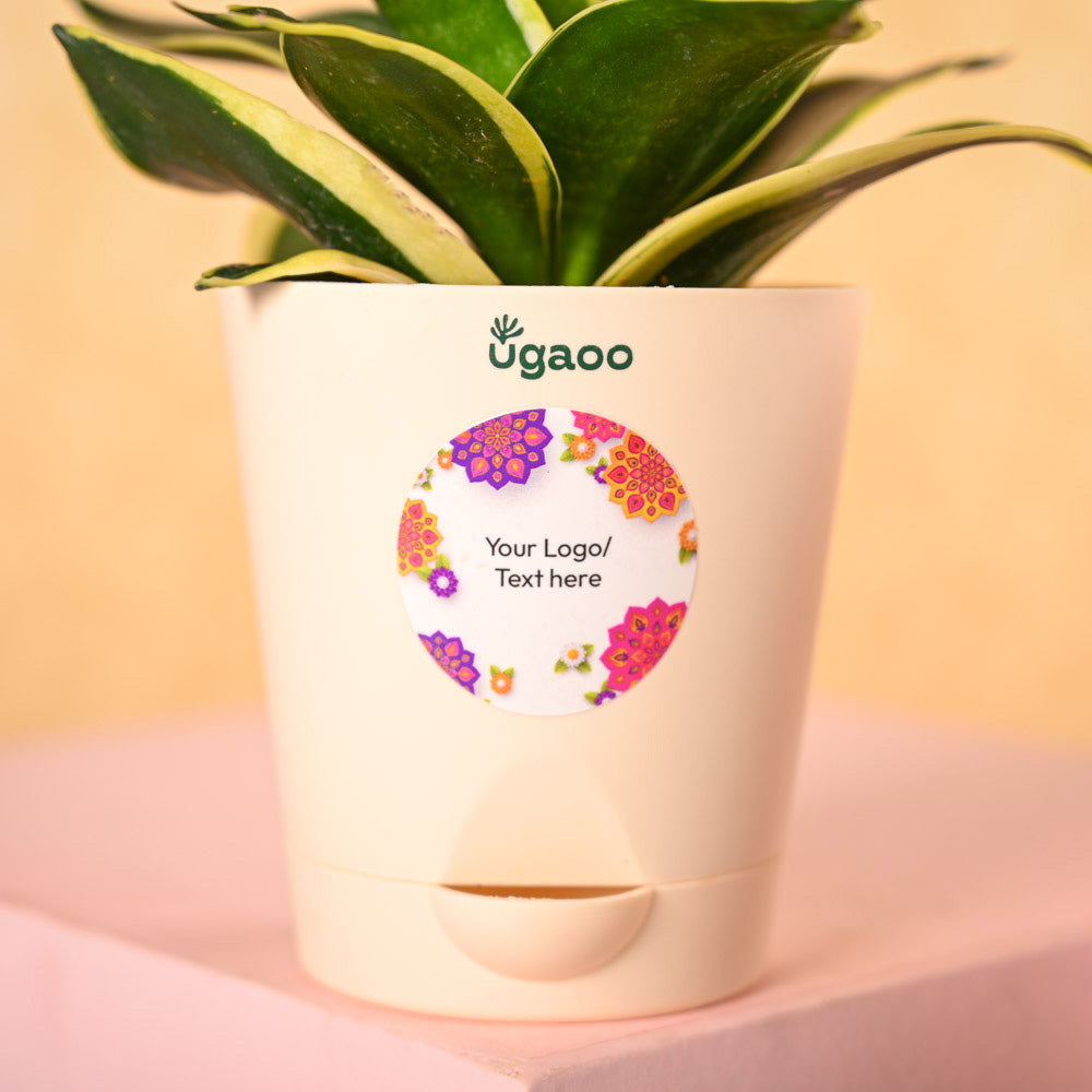 Snake Plant &amp; Bombay Sweet Shop Diwali Gift Hamper