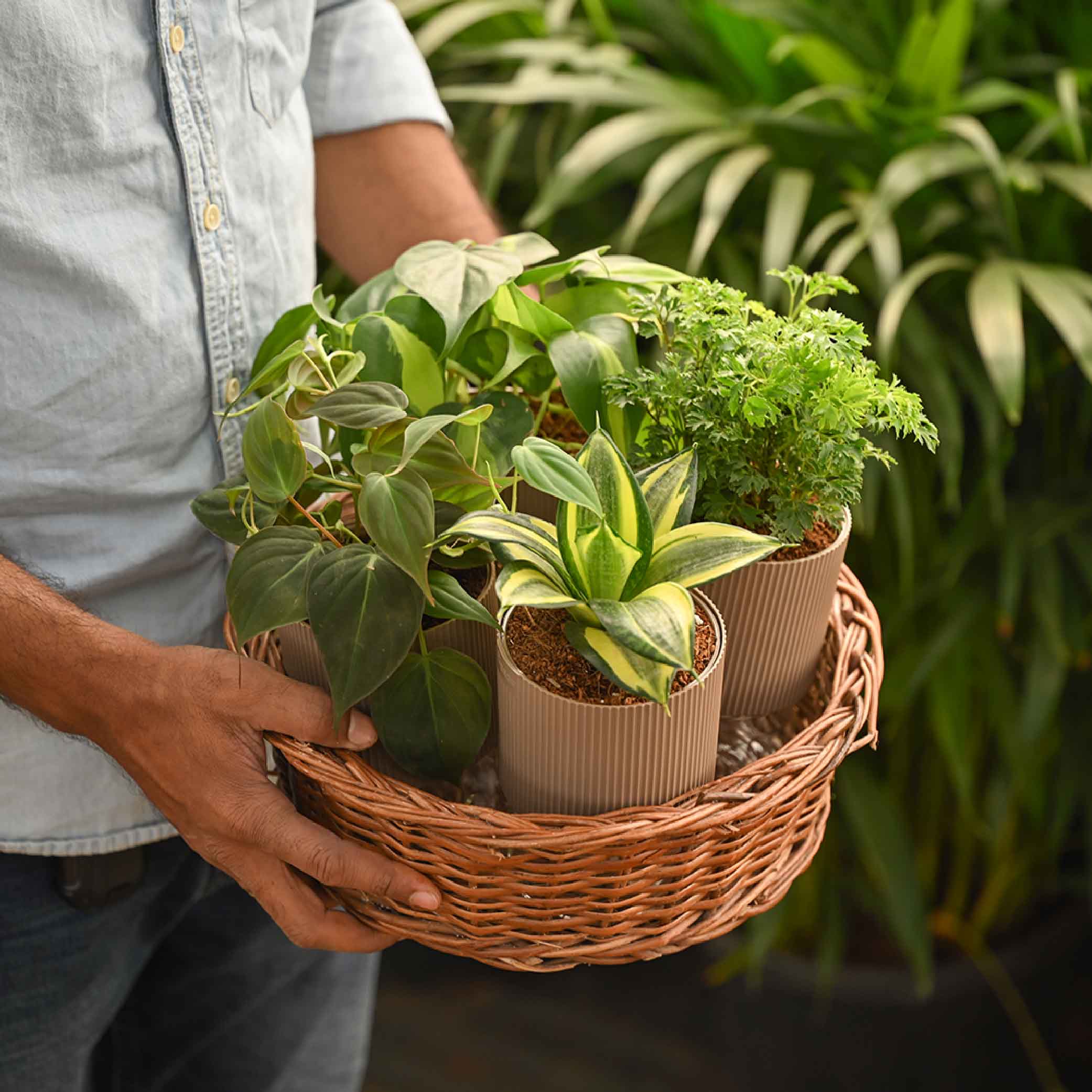 Set of 4 Indoor Plant Decor Bundle