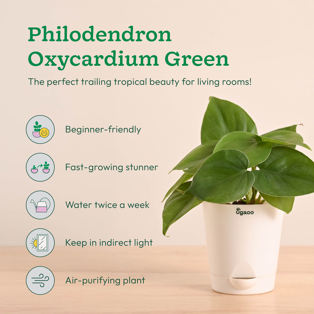 Easy Indoor Plant Bundle for Beginners