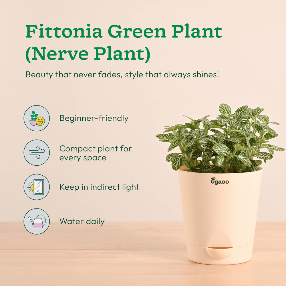 Living Room Plant Decor Set - Trending Indoor Beauties