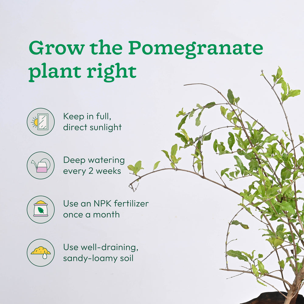 Pomegranate and Lemon Plant Combo with Grow Bag