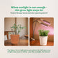 Grow Light for Indoor Plants
