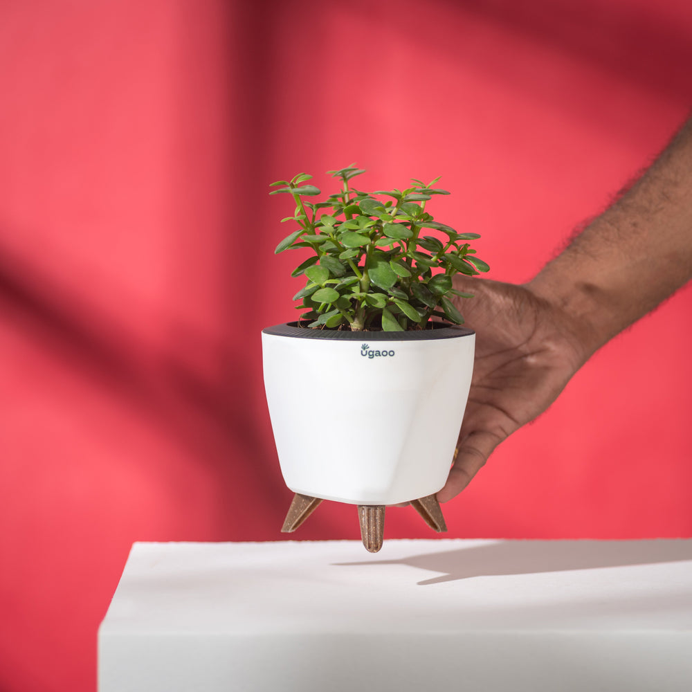 Jade Mini with White Lagos Pot