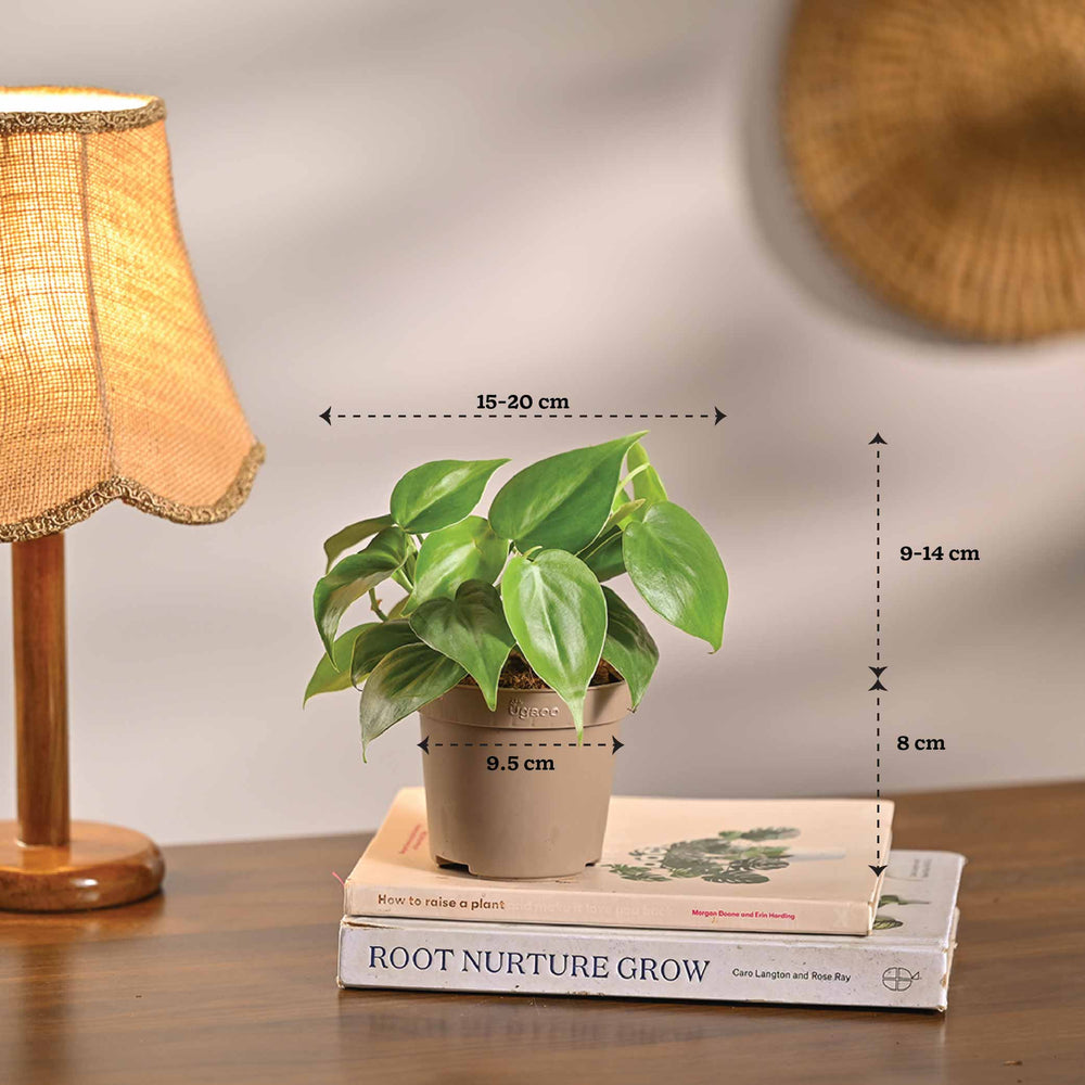 Set of 4 Air Purifying Indoor Plant Bundle for Home